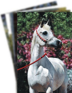 Pferd, Horse, Arabian, Araber, Horsepostcards, Pferdepostkarten, Horsephotography, Pferdefotografie, Erwin Escher, Horse-Photography, Pferde-Photografie, Arabische Pferde, Arabian Horse
